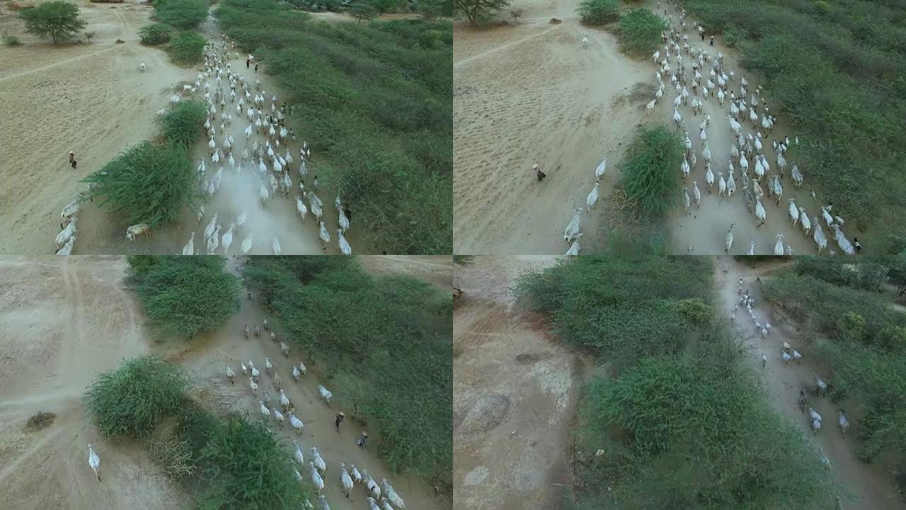 农民在缅甸蒲甘日落的夏季将牛带到村庄