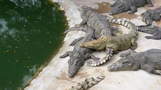 许多鳄鱼躺在绿色的水附近。泥泞的沼泽河。泰国。亚洲