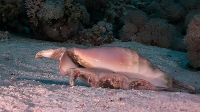 海贝壳在红海水下沙底上。
