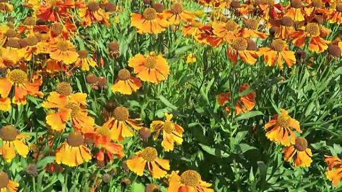 橙黄色sneezeweed (Helenium)，多年生草本植物的花坛