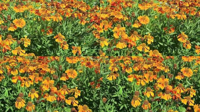 橙黄色sneezeweed (Helenium)，多年生草本植物的花坛