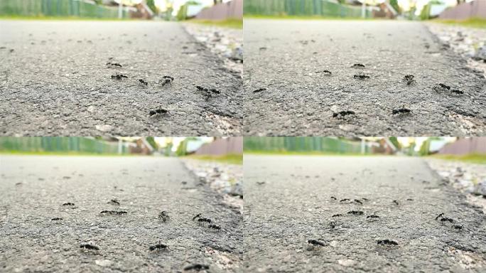 路上的蚂蚁。特写。慢动作