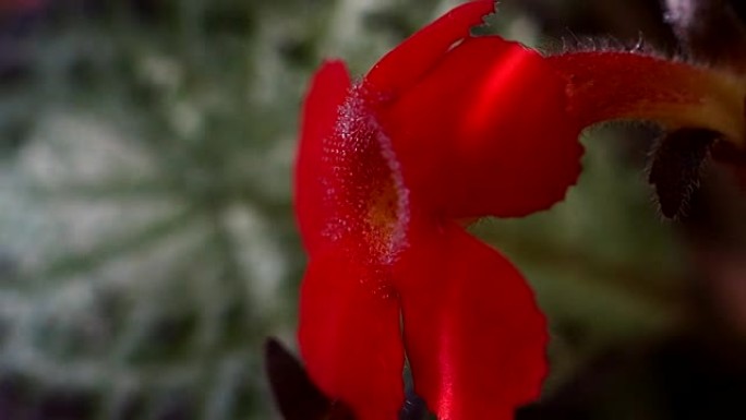 红色花朵上的水滴