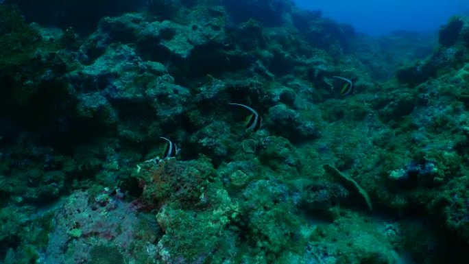 在珊瑚礁中游泳的三角旗珊瑚鱼群