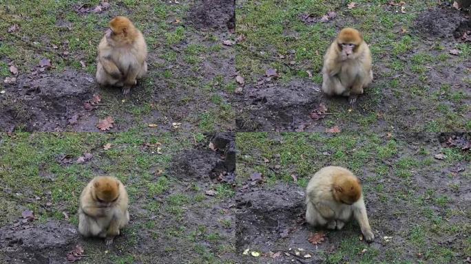 猴子正在草地上寻找食物