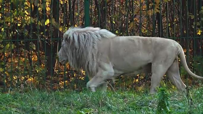 白狮寻找领土