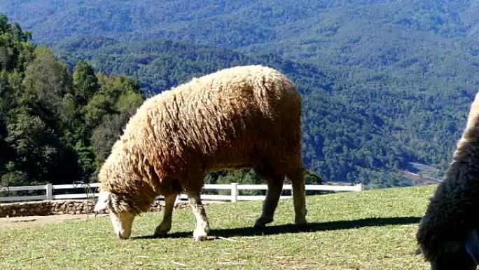 Sheep chewing grass on a meadow.