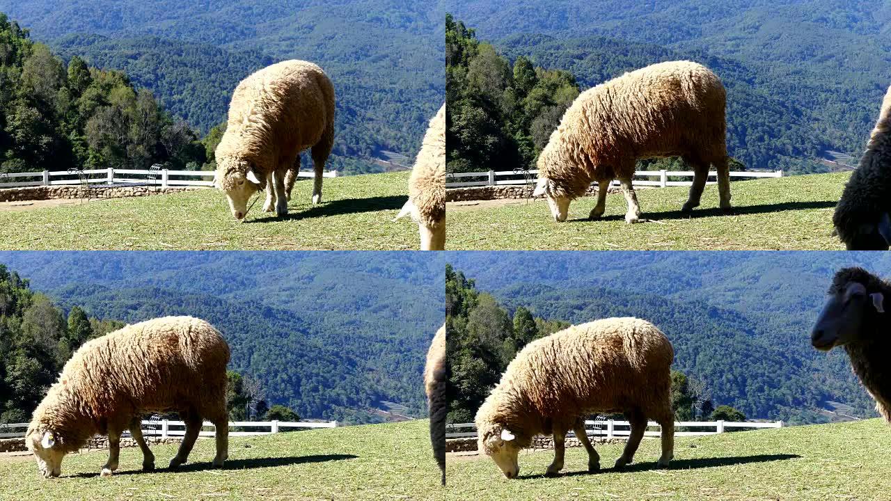 Sheep chewing grass on a meadow.