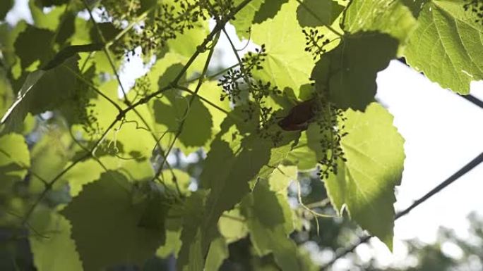 格鲁吉亚夏季绿色种植的葡萄