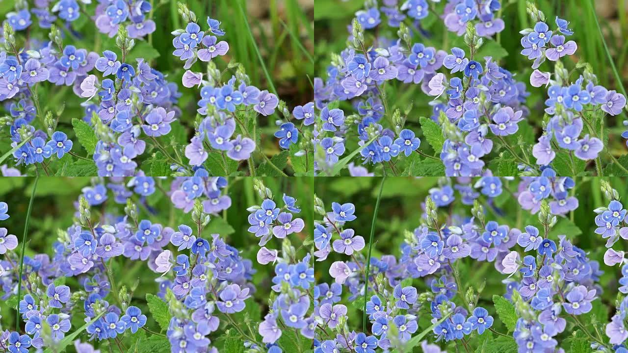 维罗妮卡·夏梅德里斯 -- 春天的蓝色花朵