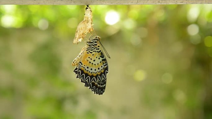 蝴蝶从茧中蜕变，准备在铝衣线上飞行