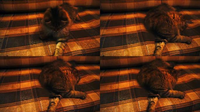 猫朝相机追逐激光笔。慢速