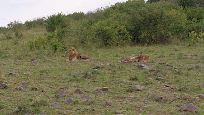 Adult Wild Lion Resting, Little Lions Playing On G