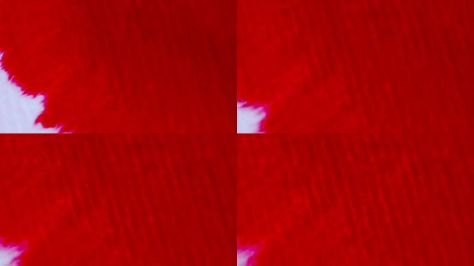 红色的血墨水溅到白色背景上。墨水扩展，用于与视频混合模式。羊皮纸上的宏观红色墨水