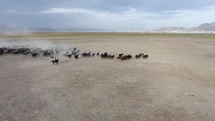 航拍一群纯种马在沙漠中行进的画面。土耳其凯塞里野马