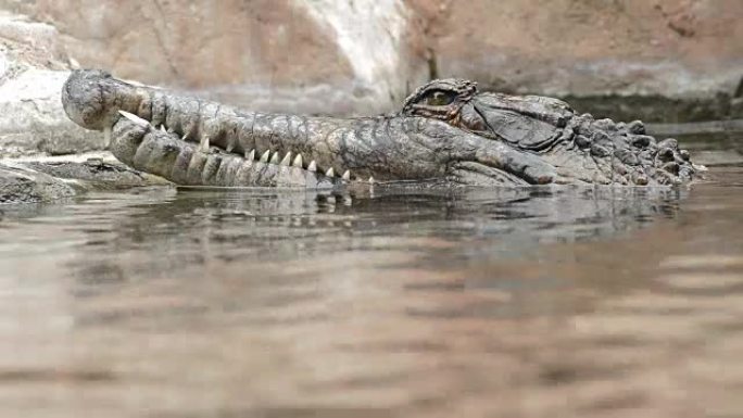 浮在河里的鳄鱼头，假的gharial或tomistoma