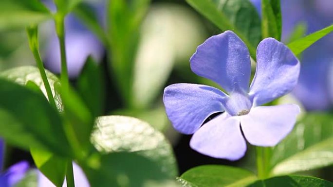 长春花小花盛开