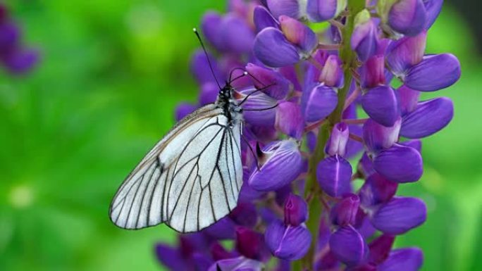 羽扇形花上的黑色脉白色蝴蝶