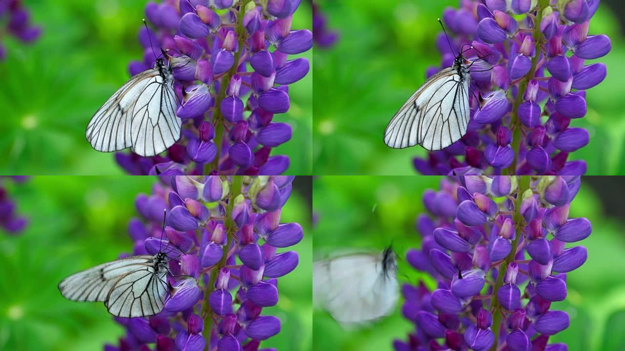 羽扇形花上的黑色脉白色蝴蝶