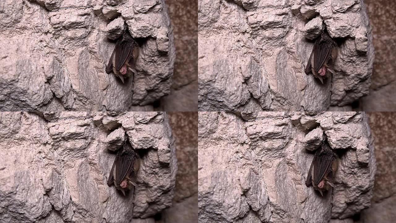 蝙蝠倒挂在山洞里