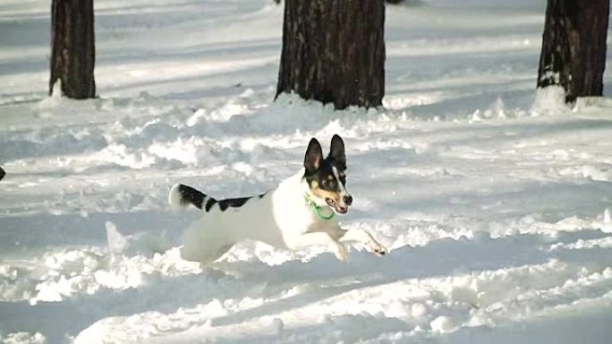 The dog runs through the snow