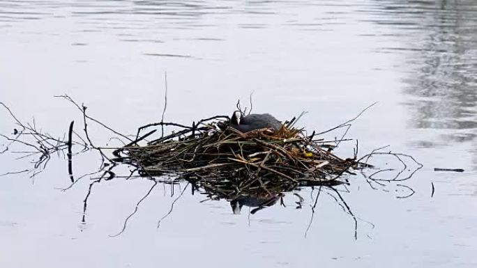 库特雌性水鸟坐在巢中