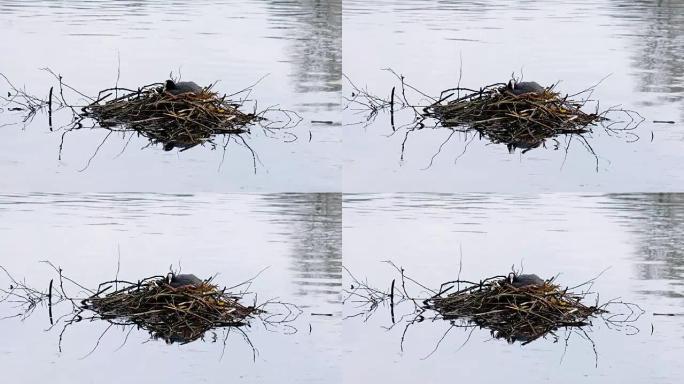 库特雌性水鸟坐在巢中