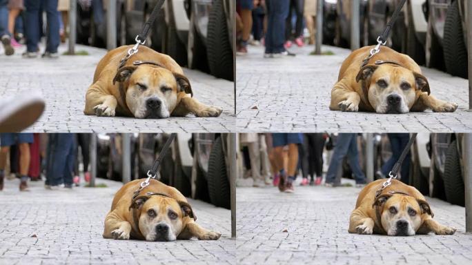街上冷漠的人群经过悲伤，被绑住的忠实狗