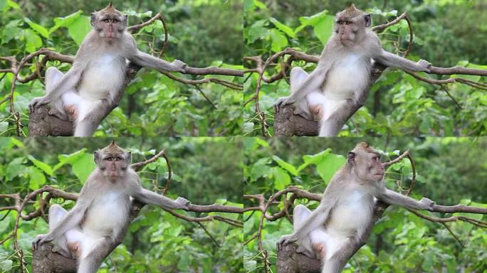 印度尼西亚巴厘岛乌布神圣猴子森林的猴子家族