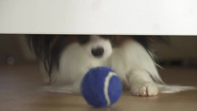 狗Papillon看着床下，试图到达客厅的球素材视频