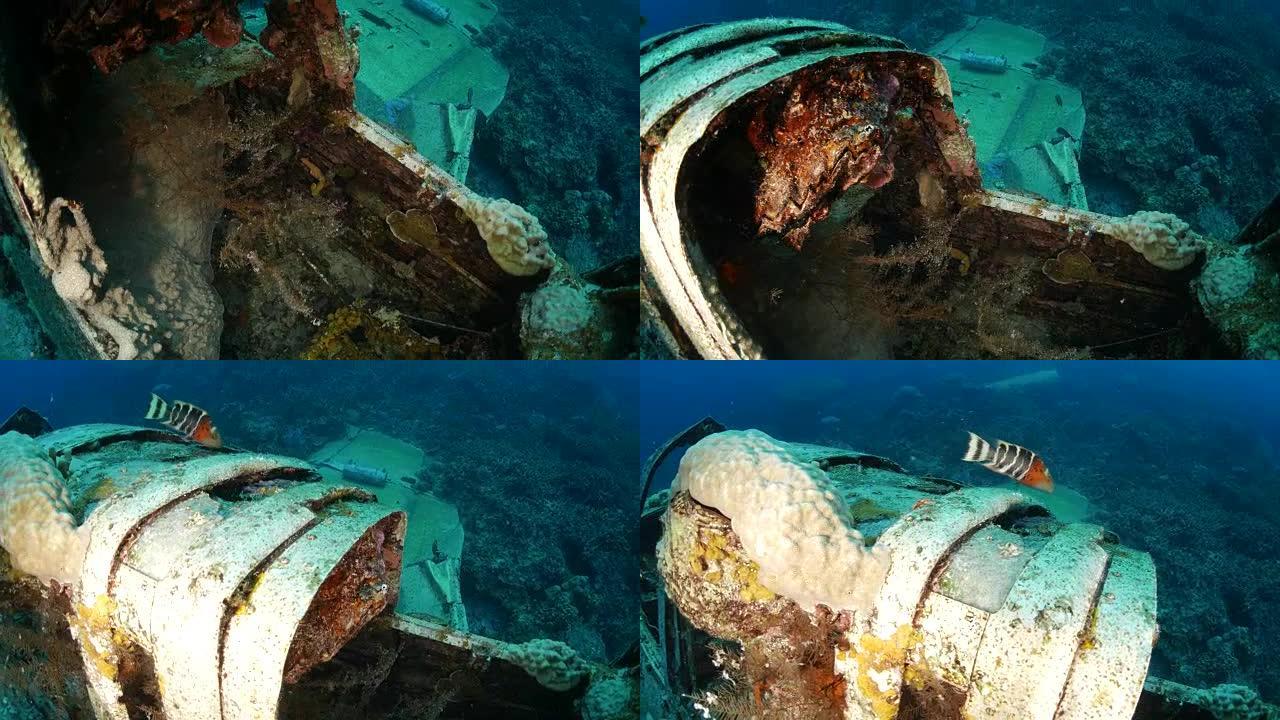 珊瑚在第二次世界大战海底水上飞机残骸上生长，帕劳