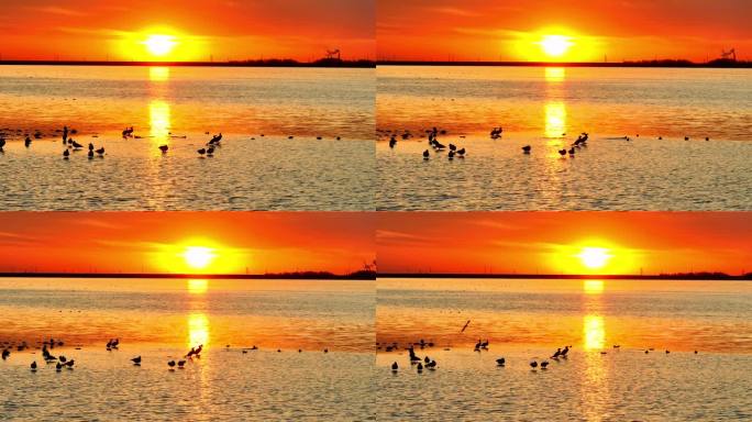 夕阳 水面 湖泊 水鸟