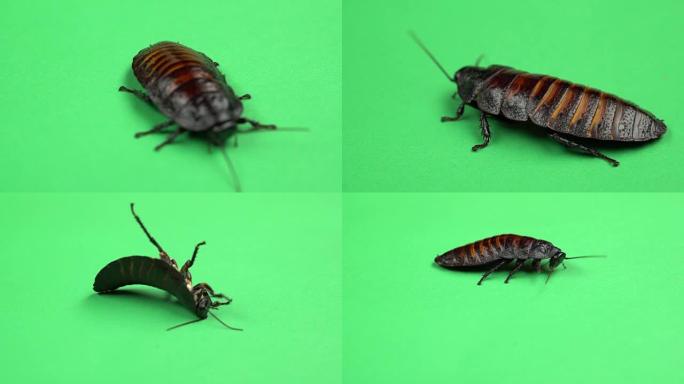 一只蟑螂在背上旋转，试图站在爪子上。绿屏。特写