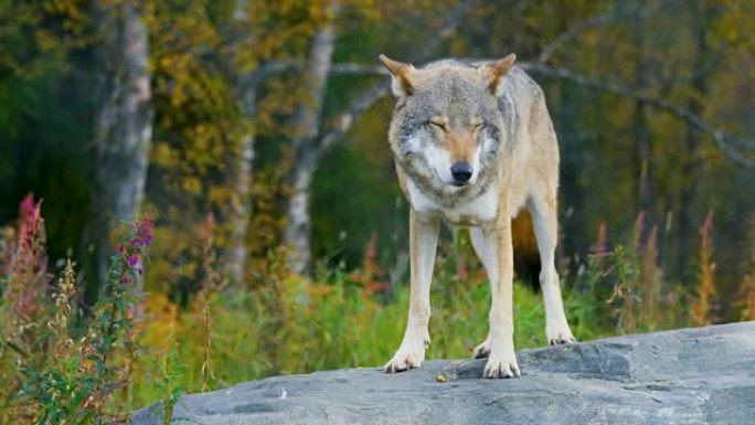 成年灰狼站在森林的一块岩石上