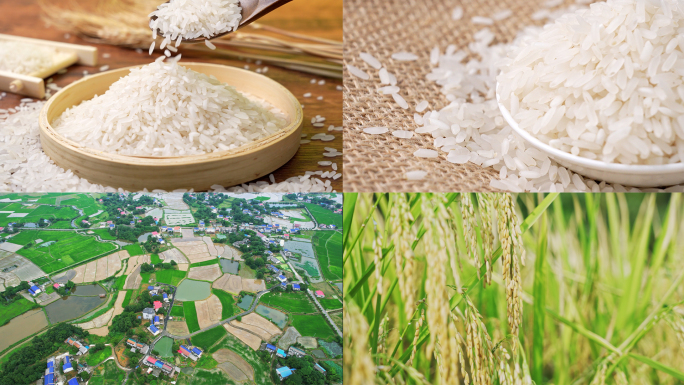水稻生长稻穗收割丰收大米稻米宣传片
