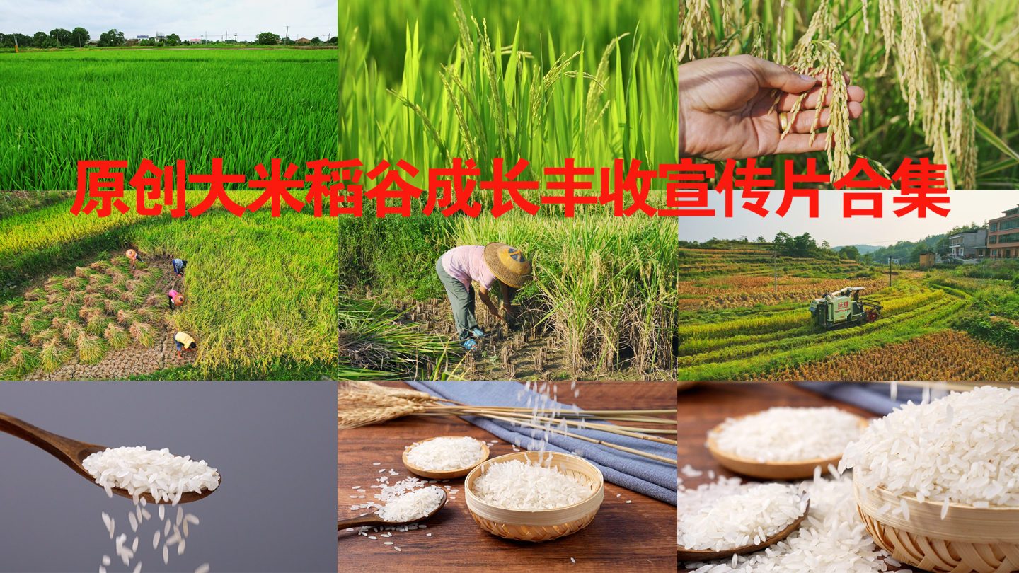 水稻生长稻穗收割丰收大米稻米宣传片