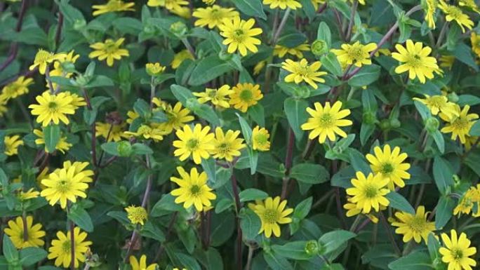 Beautiful yellow flowers. Little yellow flowers - 