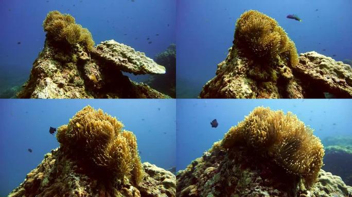 被珊瑚白化包围的水下壮丽海葵 (Heteractis magnifica)