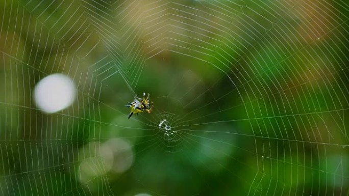 蜘蛛 (Hosselt的多刺蜘蛛) 在泰国森林筑网。