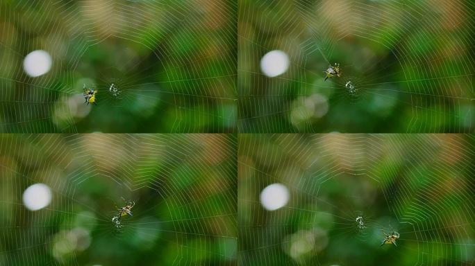 蜘蛛 (Hosselt的多刺蜘蛛) 在泰国森林筑网。