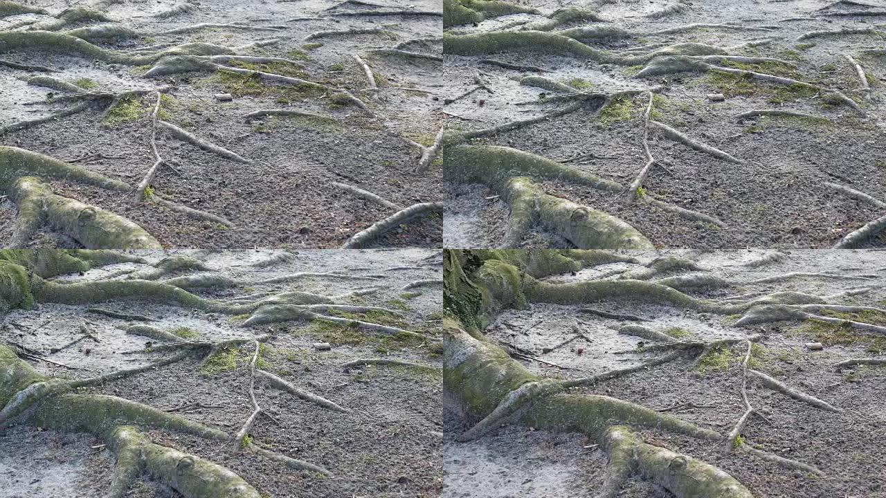 Pan Shot: 一棵老山毛榉树的根和树干的特写镜头