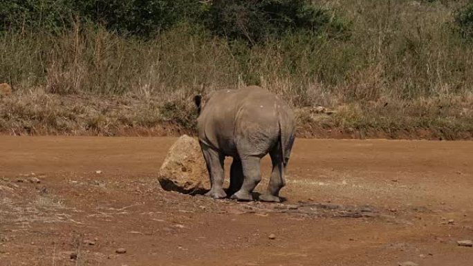 白犀牛，ceratotherium simum，小牛在石头上刮擦，肯尼亚内罗毕公园，实时4K