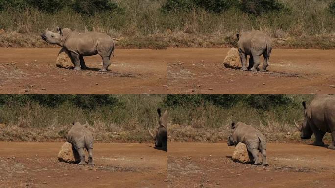 白犀牛，ceratotherium simum，小牛在石头上刮擦，肯尼亚内罗毕公园，实时4K