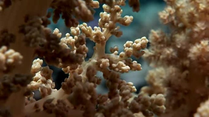 红海水下的珊瑚。