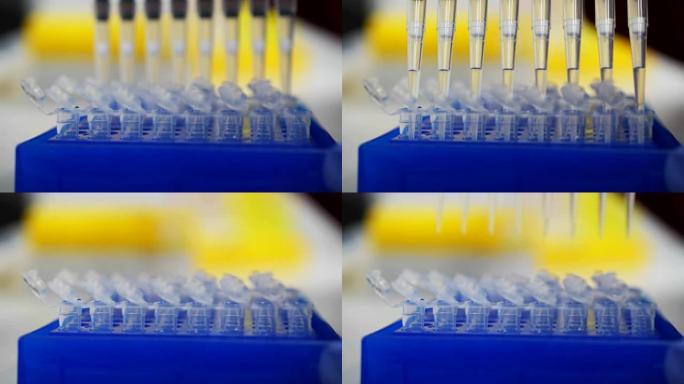 实验室测试板。研究人员在孔板中移液管样品。血液或dna的医学测试。癌症或病毒测试。科学家在实验室研究