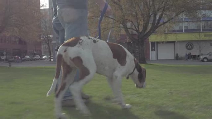 低调拍摄了一只可爱的狗与主人在公园散步的照片