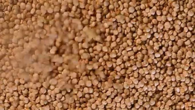 Close up white  quinoa seeds , a gluten free super