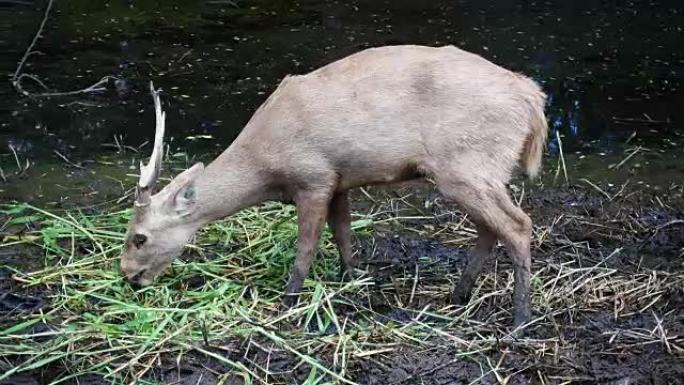 黑鹿，个头小，在森林里吃青草