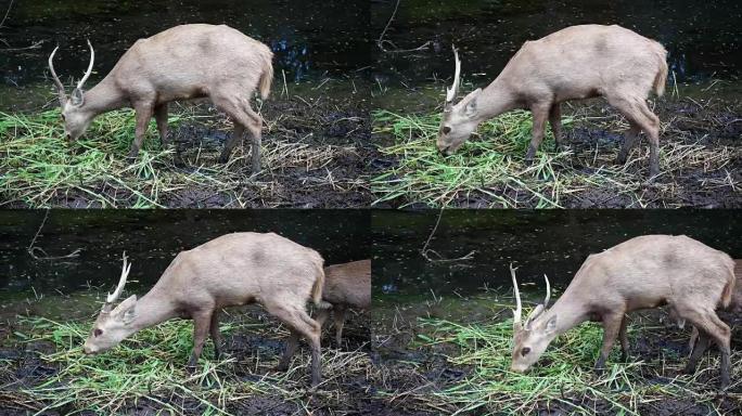 黑鹿，个头小，在森林里吃青草