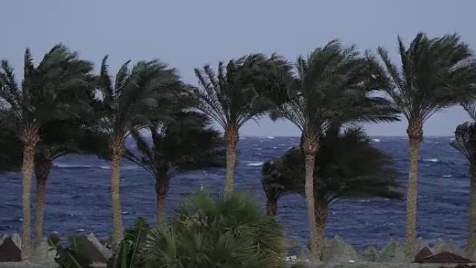 海滩上的棕榈树，暴风雨，强风